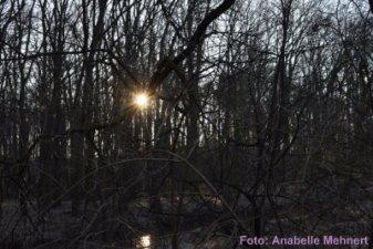 Eindrücke vom 50. Bautzener Silvesterlauf