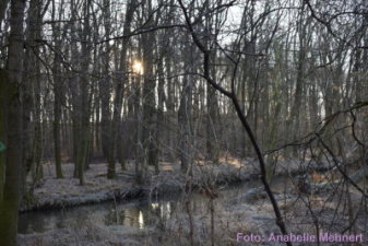Eindrücke vom 50. Bautzener Silvesterlauf